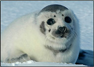 Seal Pup