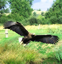 white-tailed eagle