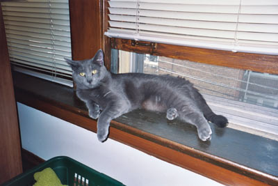 Mr. Blue on a windowsill